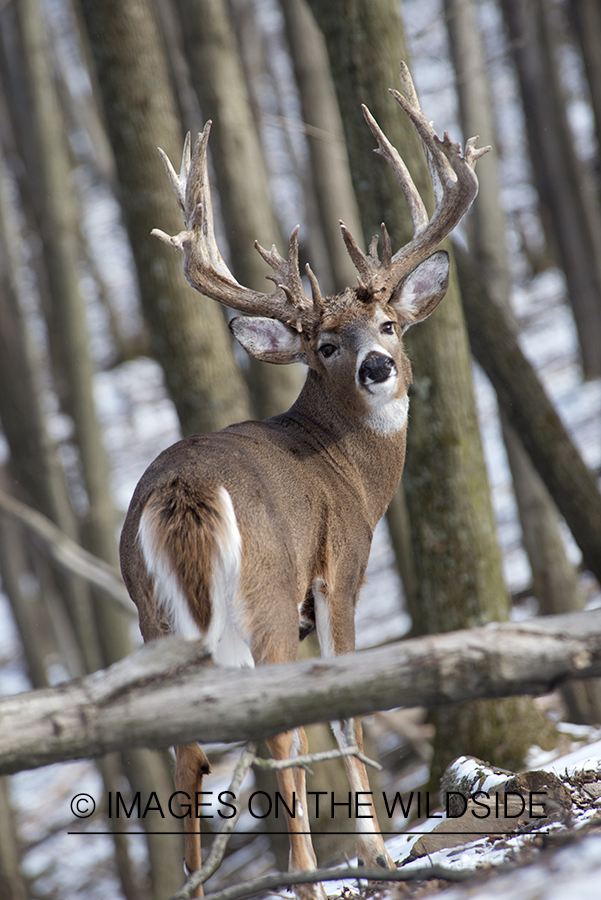 White-tailed buck in habitat.