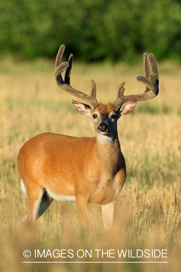 White-tailed buck in habitat.