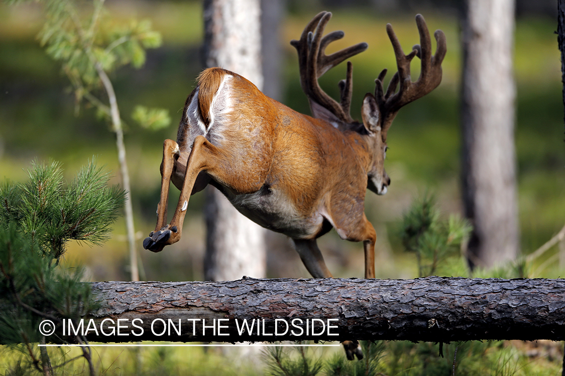 White-tailed buck in habitat.