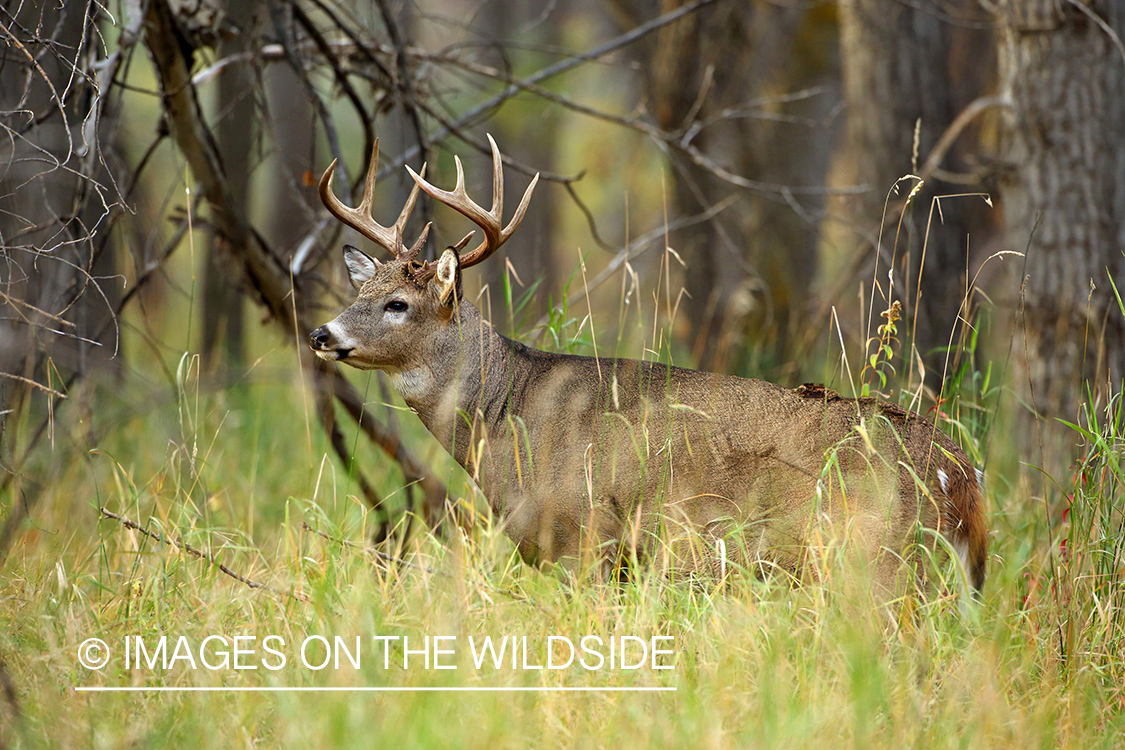 White-tailed buck in habitat.