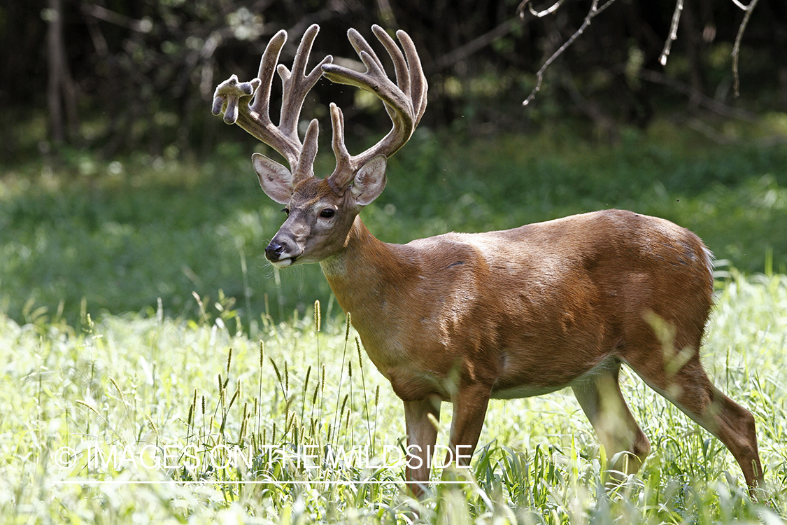 White-tailed buck in velvet.