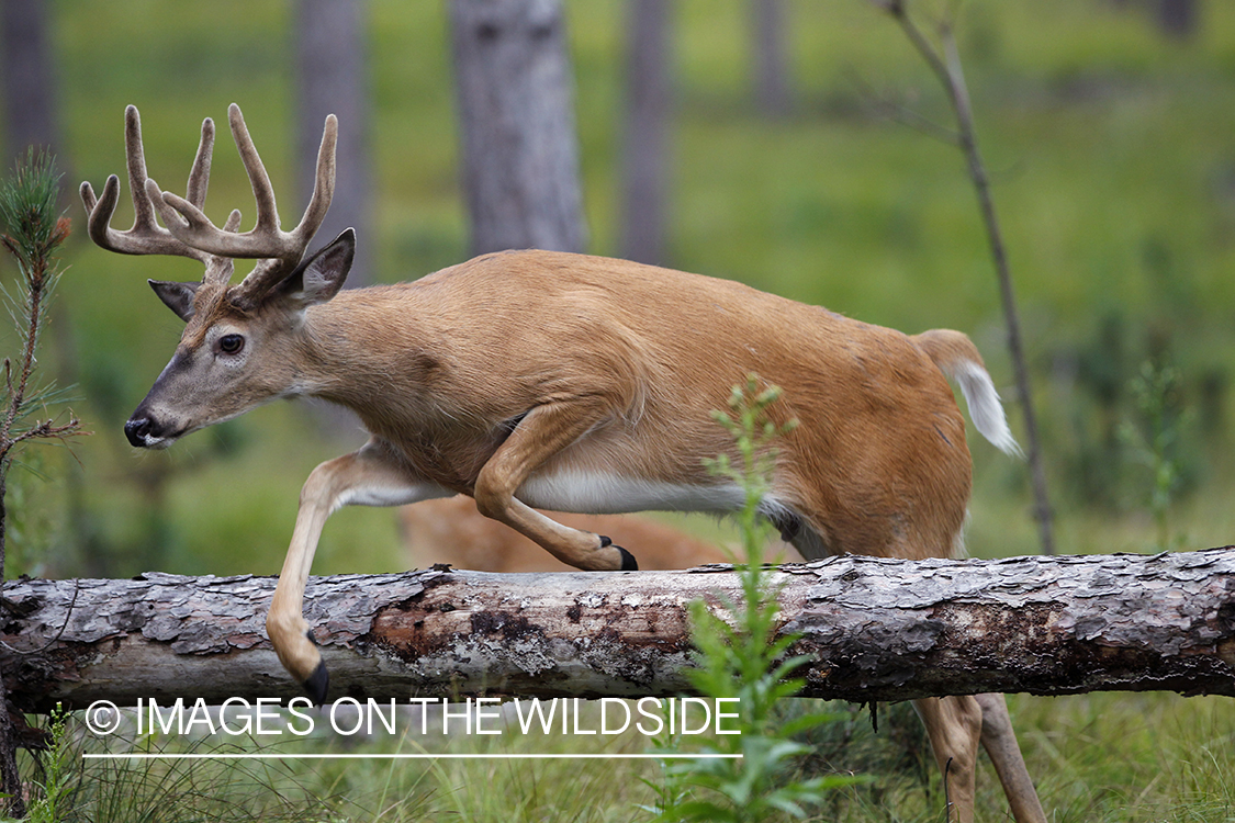 White-tailed buck in velvet jumping downed tree.