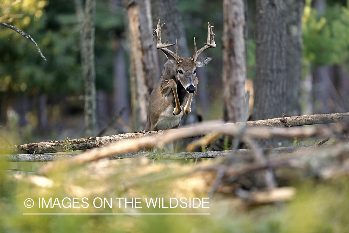 White-tailed buck jumping.