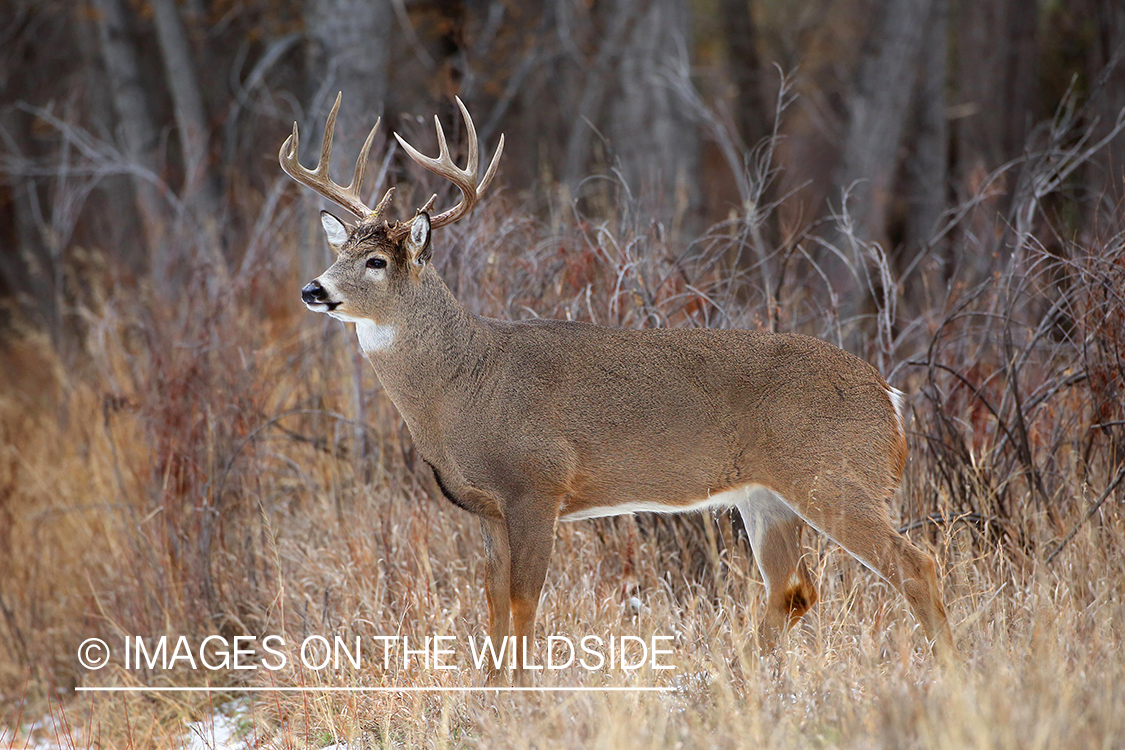 White-tailed buck in habitat.