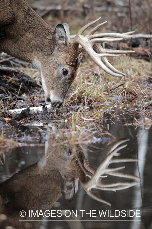 White-tailed buck in habitat.