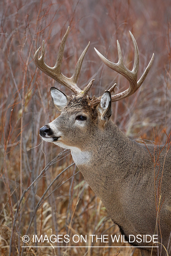 White-tailed buck in habitat.