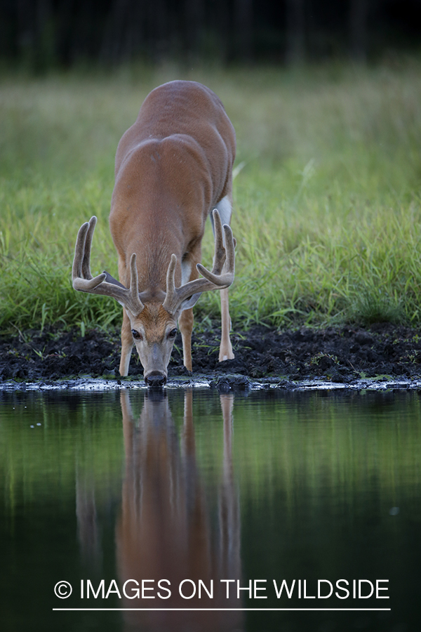 White-tailed Buck in Velvet drinking from spring.