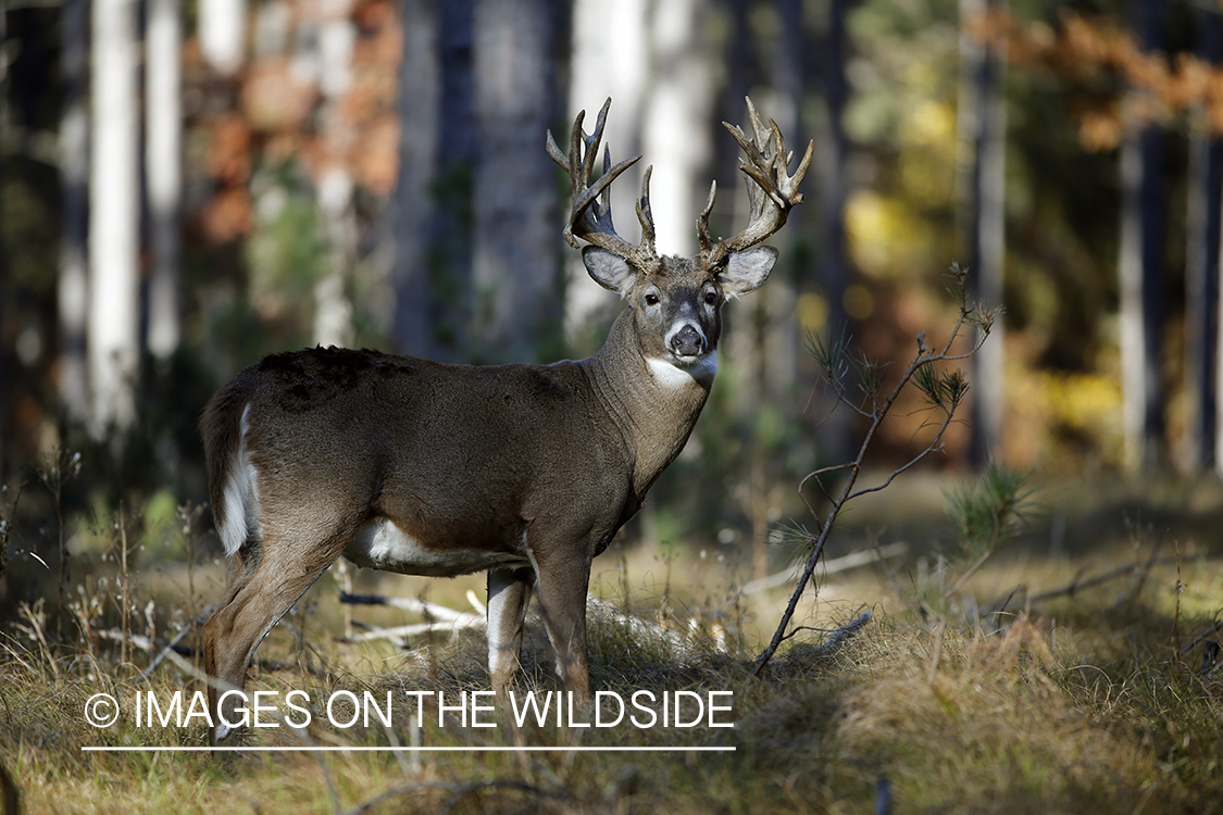 White-tailed buck in woods.