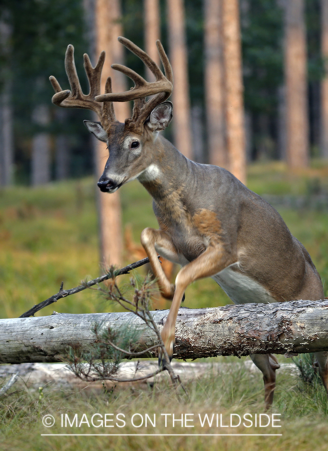 White-tailed buck jumping over log.