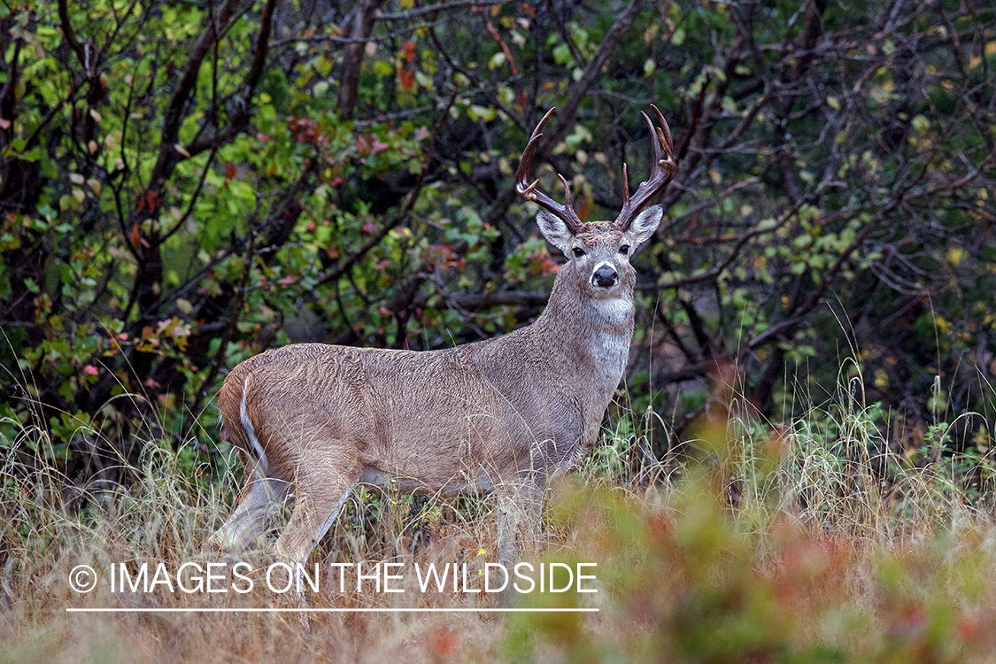 White-tailed buck in habitat.