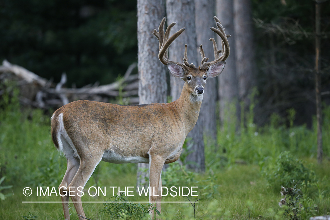 White-tailed buck in velvet.