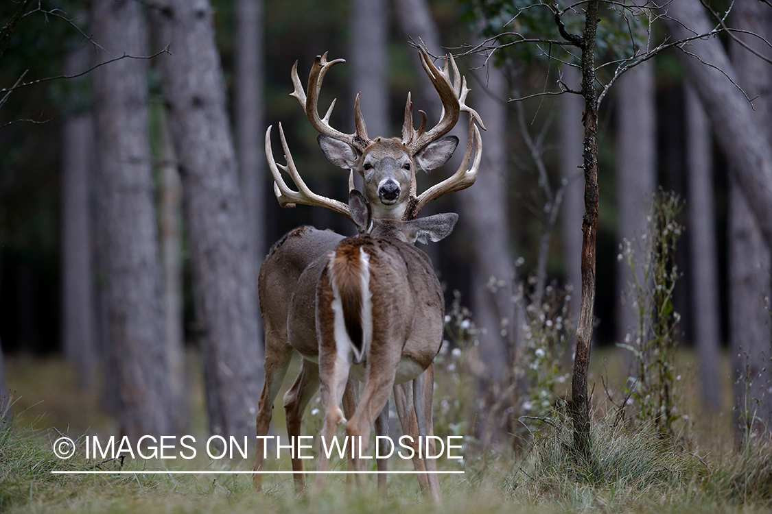 White-tailed buck in field.