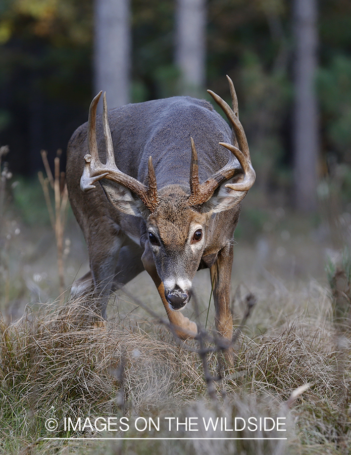 White-tailed buck in field.