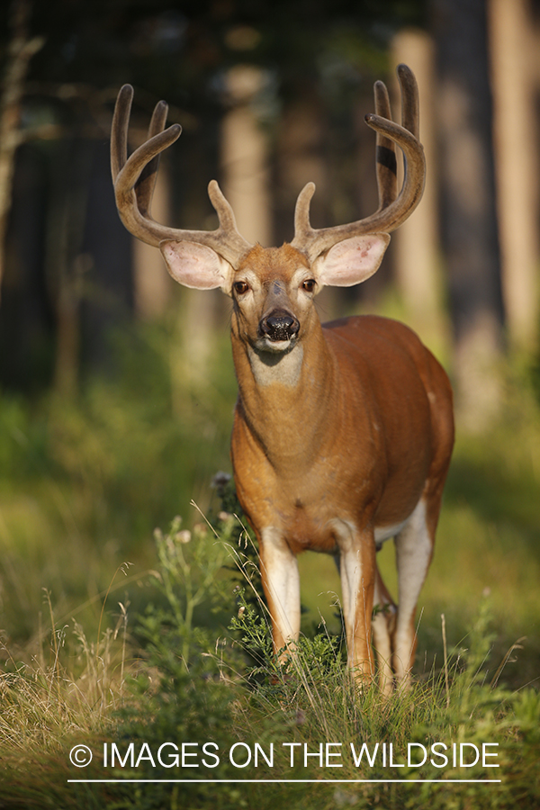 White-tailed buck in field.