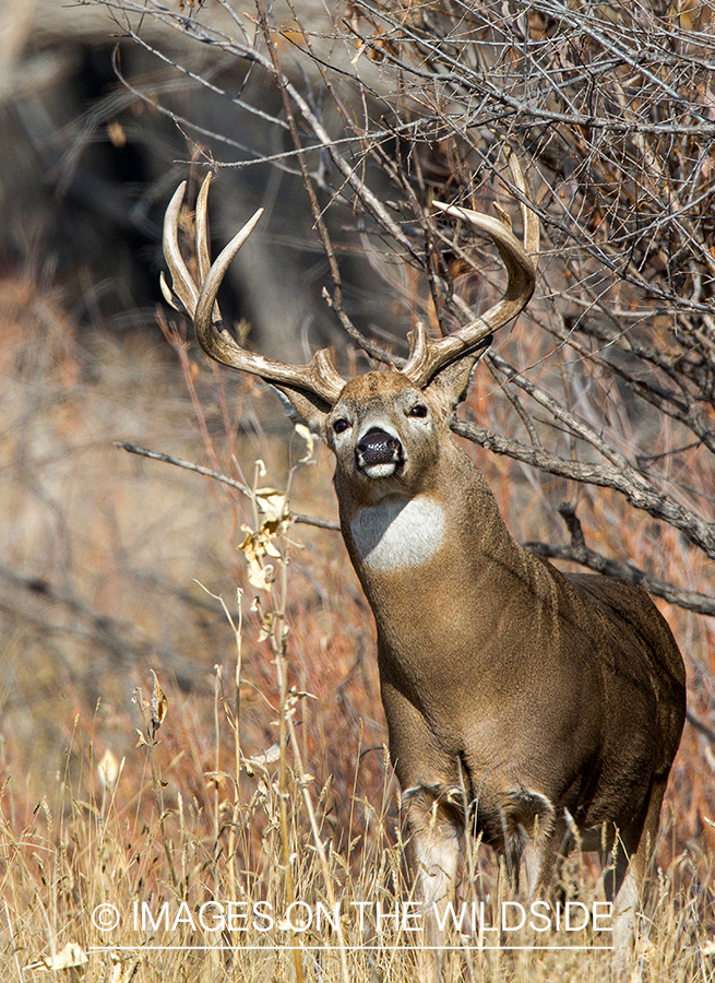 White-tailed buck making scrape.