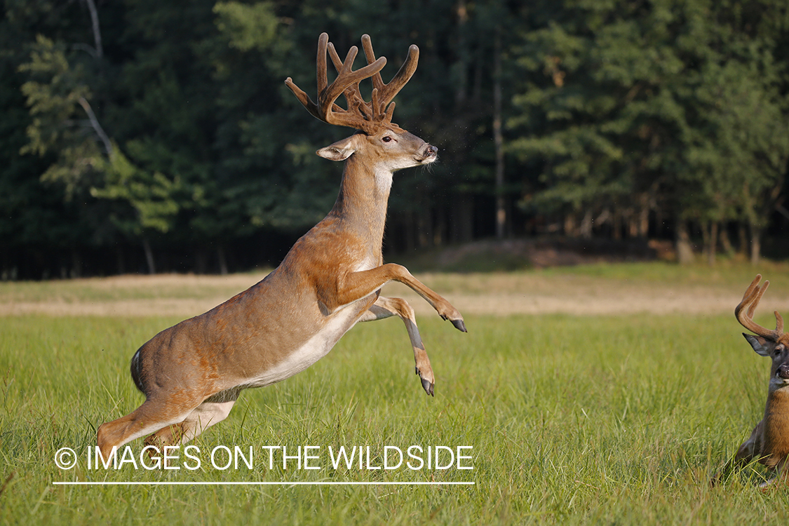 White-tailed bucks in Velvet fighting.