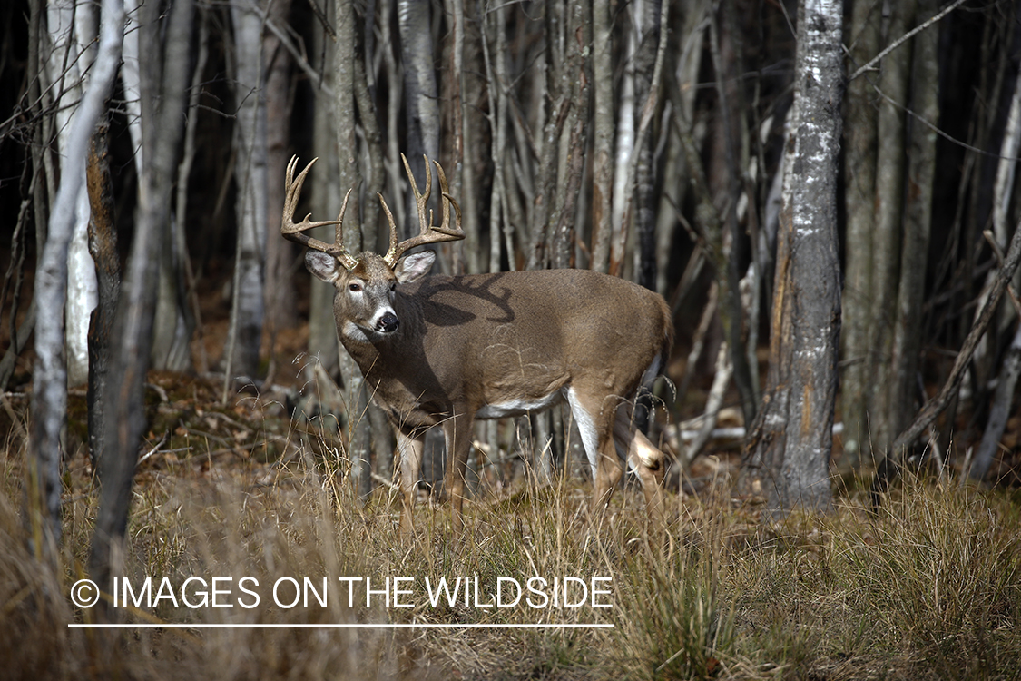 White-tailed buck in the rut.