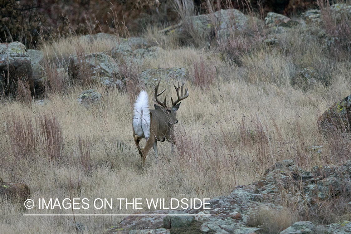 White-tailed buck in field.