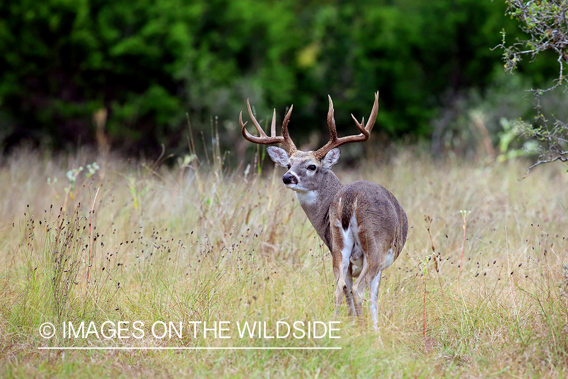 White-tailed buck in the Rut.