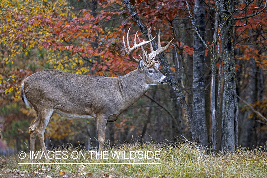 White-tailed buck in field.