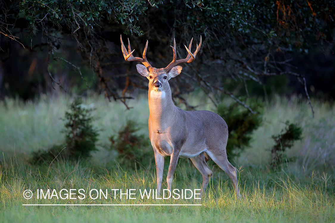 White-tailed buck in field.