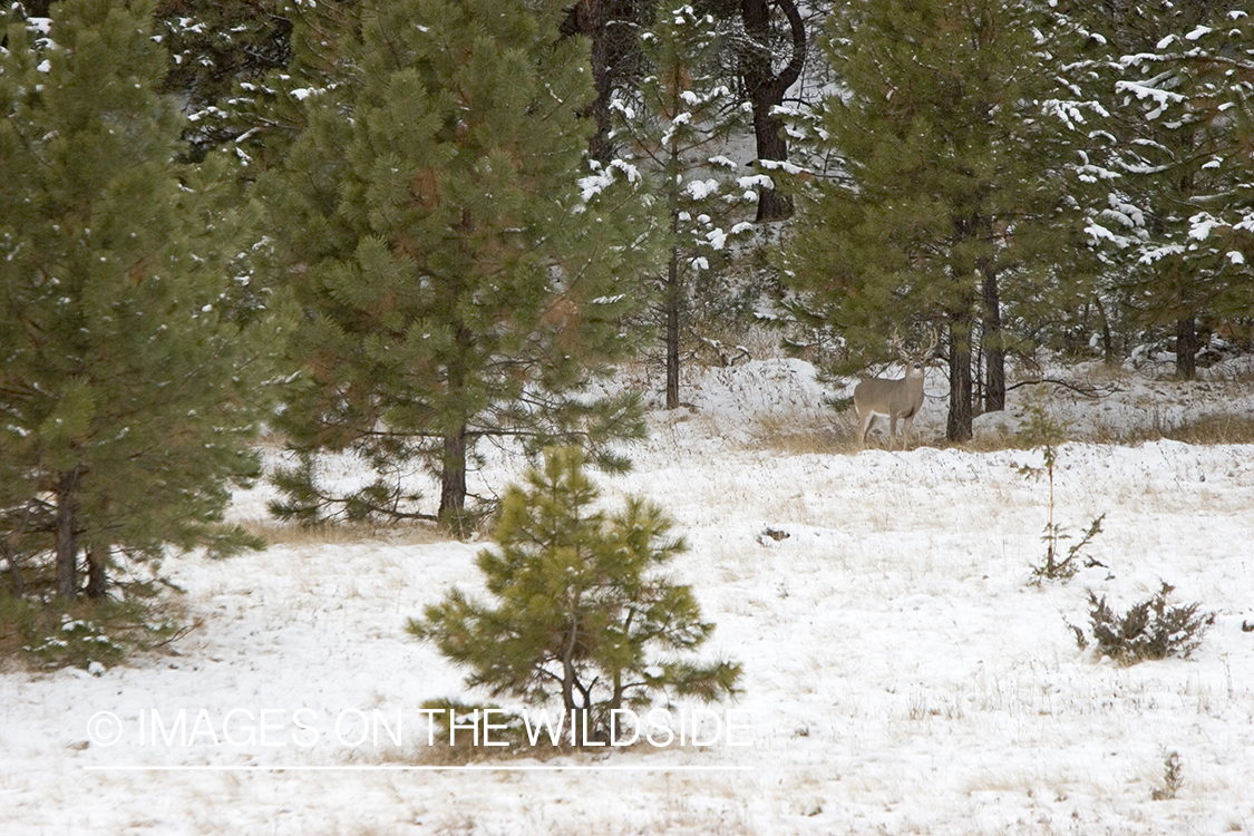 White-tailed deer buck in woods.