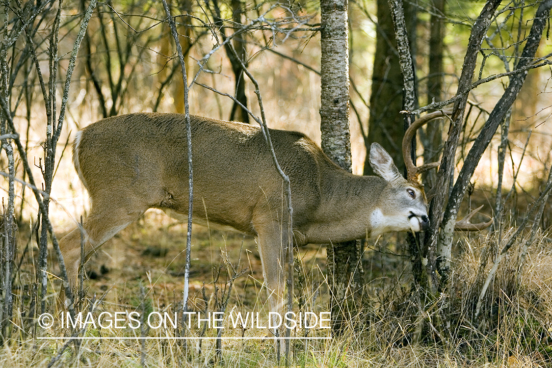 White-tailed deer in habitat