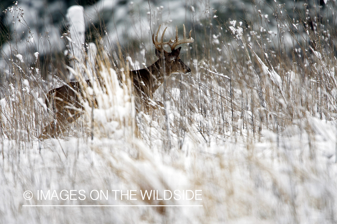 White-tailed deer in winter habitat