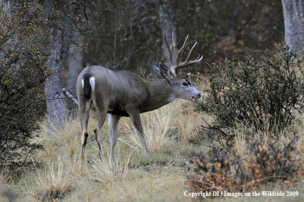 Blacktail buck in habitat.