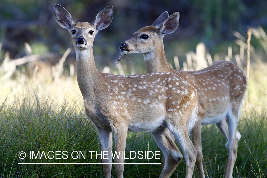 White-tailed fawns in habitat. 