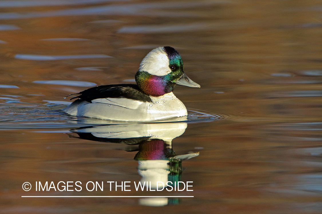 Bufflehead Drake on water.