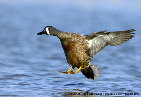 Blue-winged teal in habitat