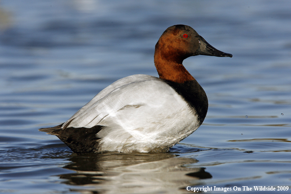 Canvasback Drake