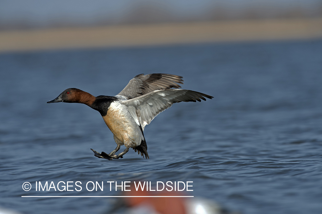 Canvasback in flight.