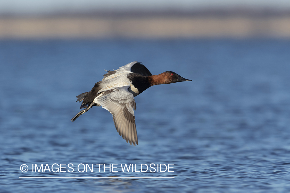 Canvasback drake in flight.