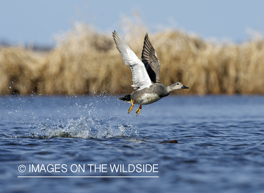 Gadwall duck taking flight.