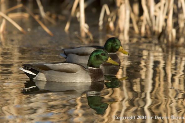 Mallards on pond.