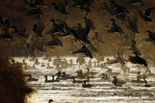 Mallard ducks in flight