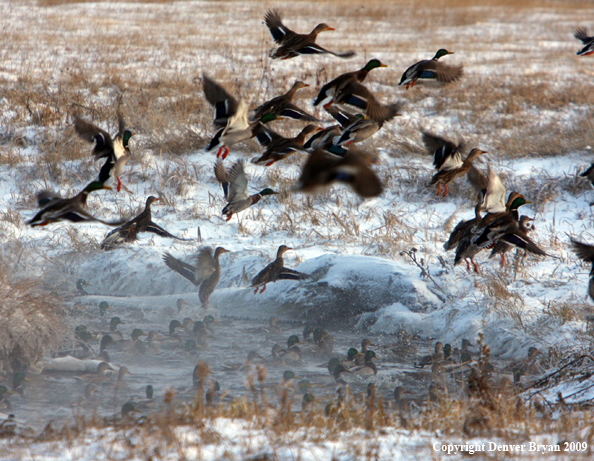 Mallard Ducks/Flock