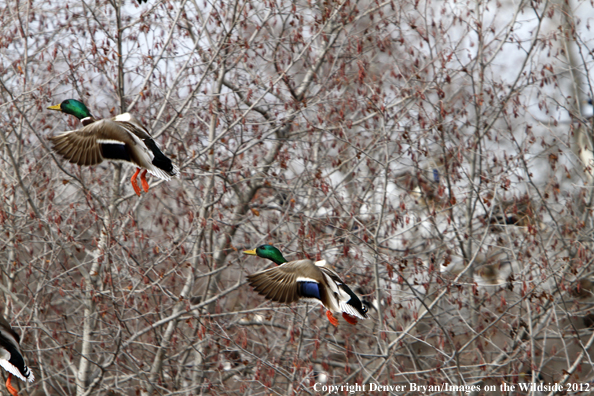 Mallards in flight. 