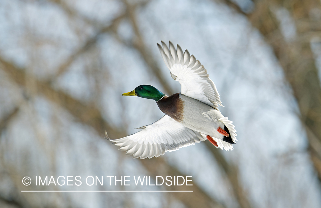 Mallard duck in flight.