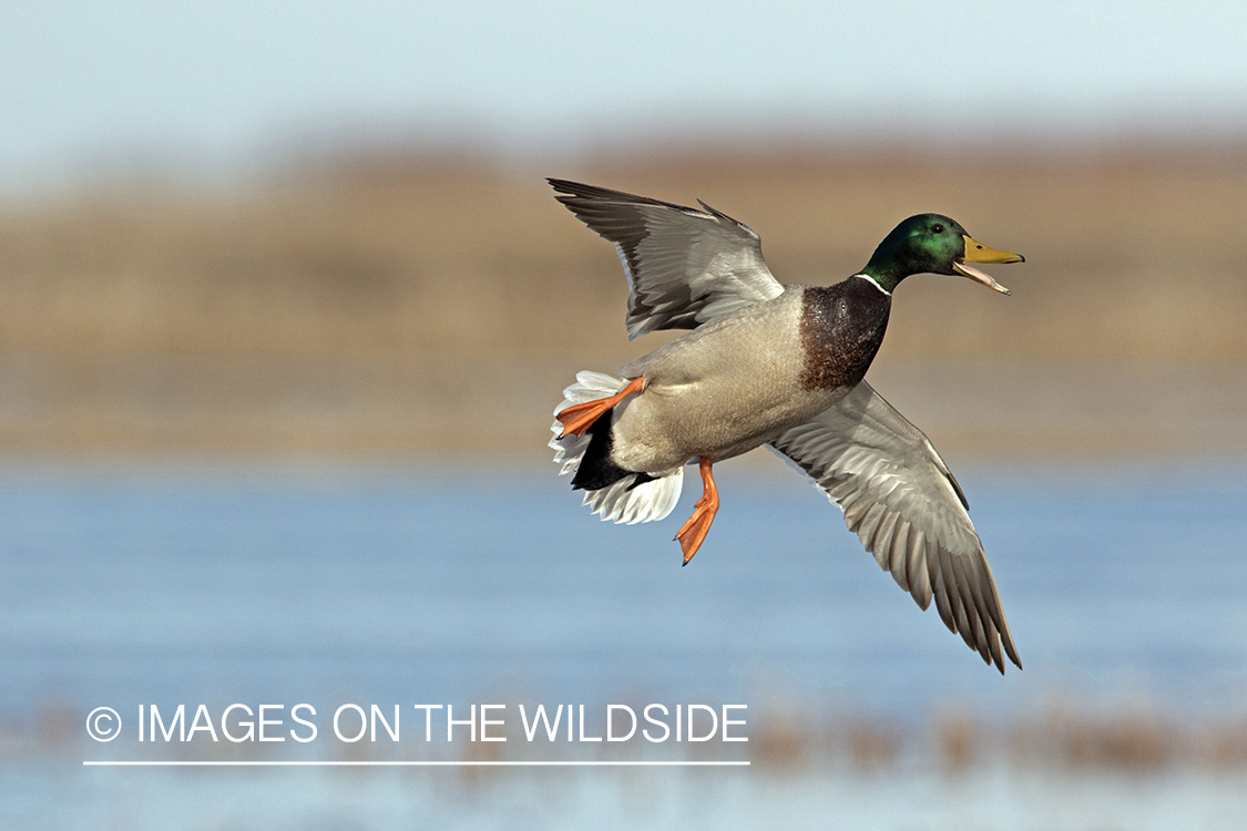 Mallard drake in flight.