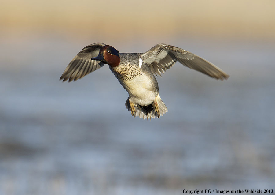 Green-winged teal in flight.