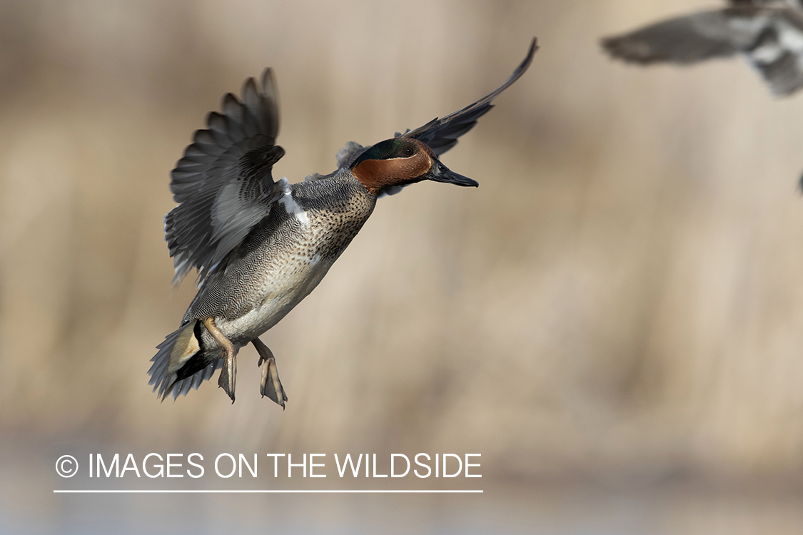 Green-winged Teal in flight.