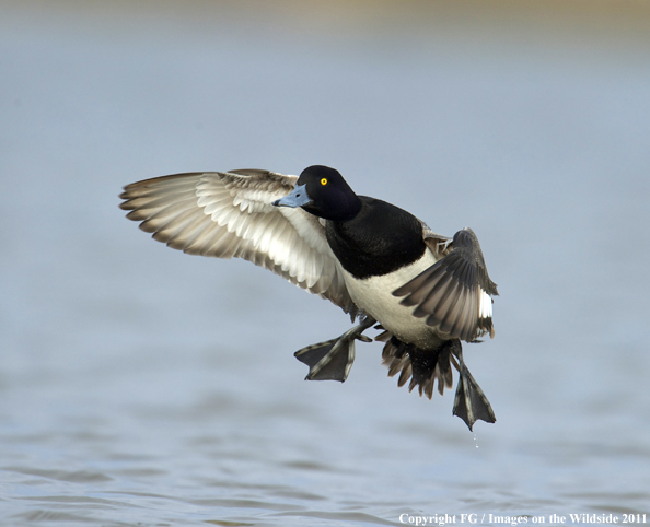 Lesser Scaup landing on water. 