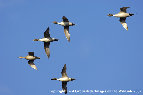 Pintail courtship flight