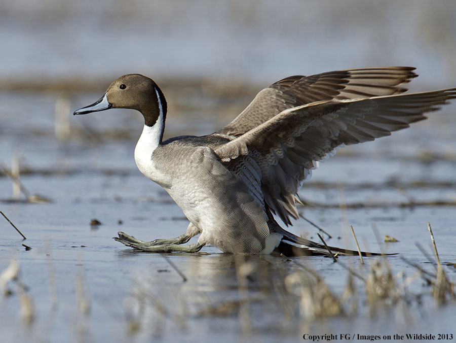 Pintail landing on water.