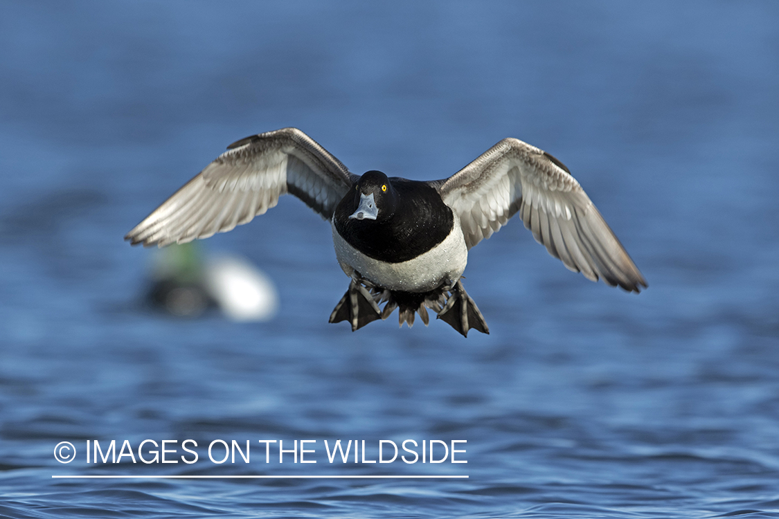 Greater Scaup in flight.