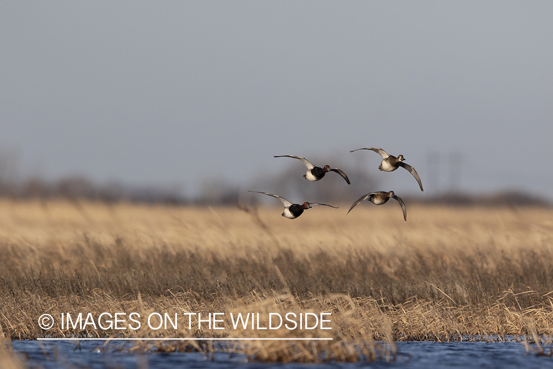 Redhead ducks in flight.