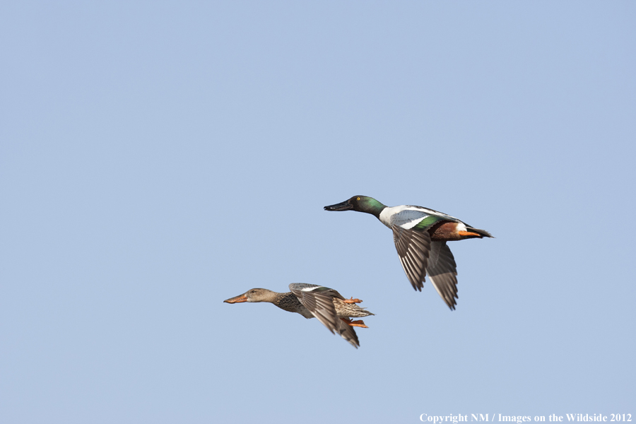 Shovelers in flight. 